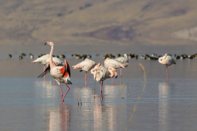 Van'da Doğu'nun Kanatları Van Erçek Gölü 8. Flamingo Festivali